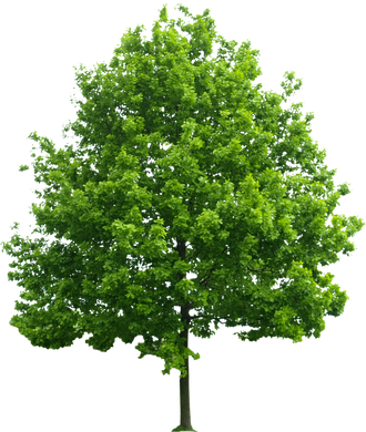 Green Tree